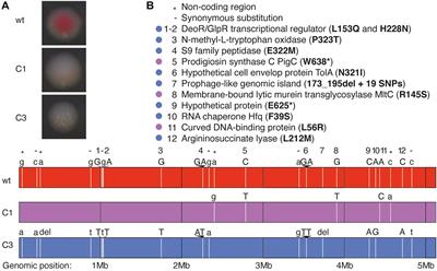 The Effect of Secondary Metabolites Produced by Serratia marcescens on Aedes aegypti and Its Microbiota